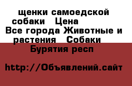 щенки самоедской собаки › Цена ­ 25 000 - Все города Животные и растения » Собаки   . Бурятия респ.